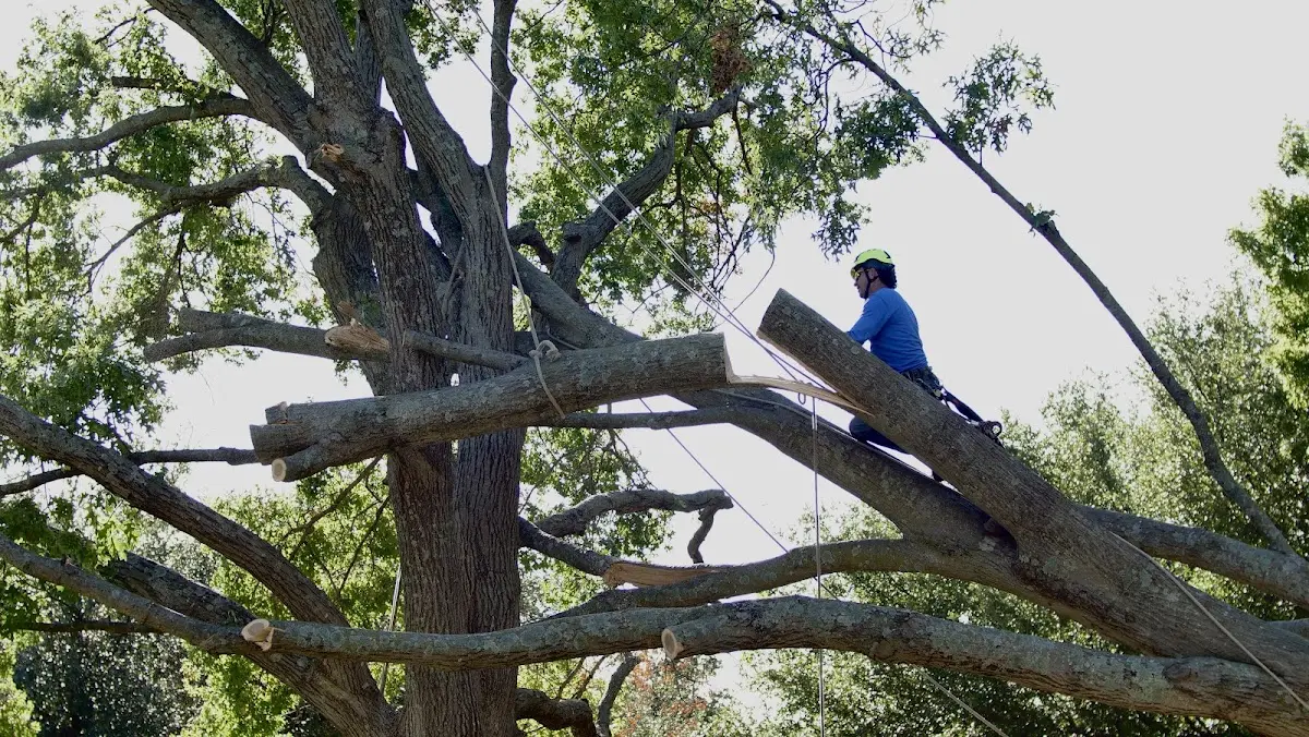 Professional Crown Thinning performed by certified arborists in Centerport