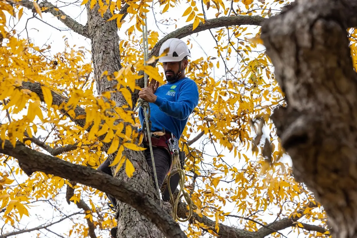 Skilled Tree Planing crew working in Centerport